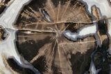 Petrified Wood (Schinoxylon) Round - Blue Forest, Wyoming #263905-1